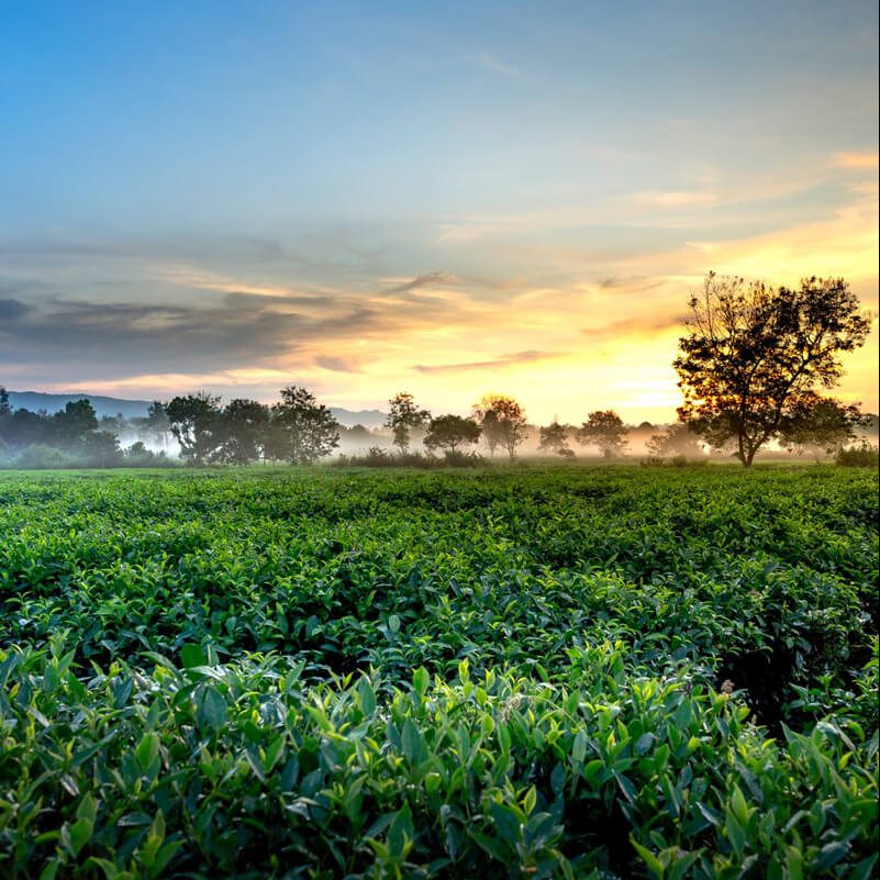 Tea Plantation in Sri Lanka