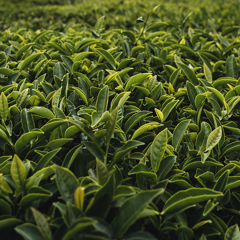 Tea Manufacturing Process