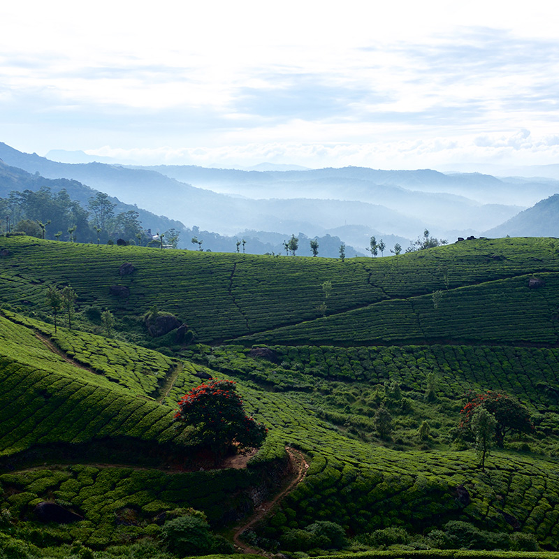 Tea Plantation in Sri Lanka