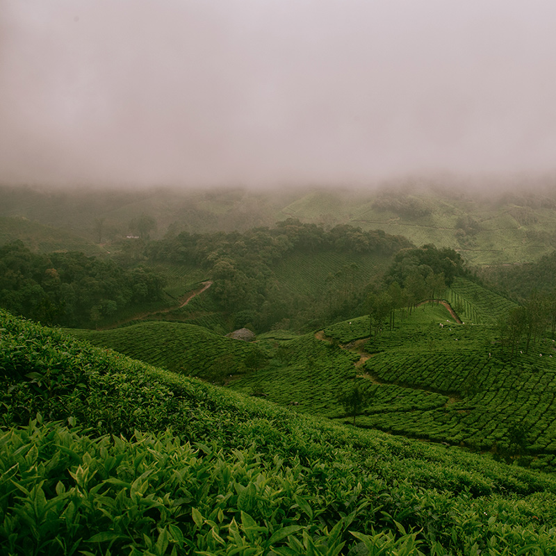 Tea Plantation