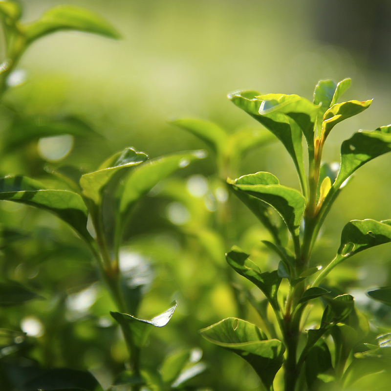 Tea leaves in Plantation