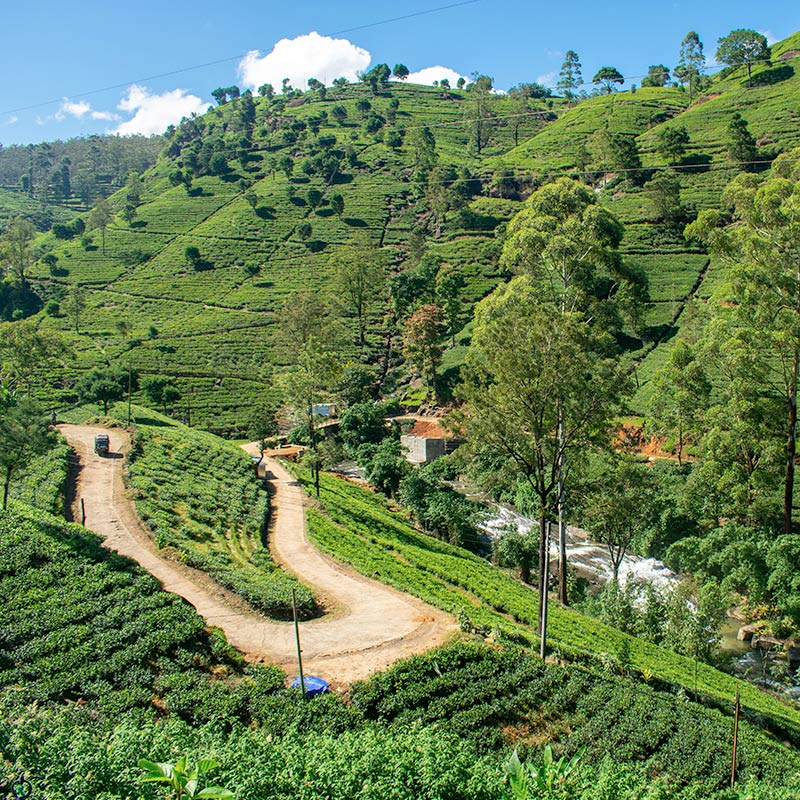 Sri Lankan Tea