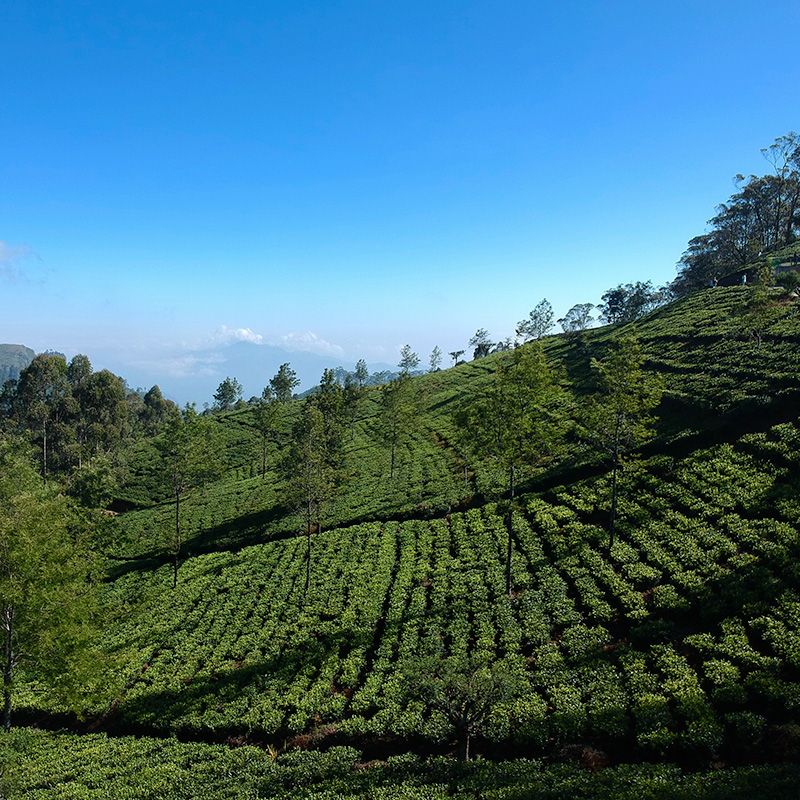 Ceylon Tea